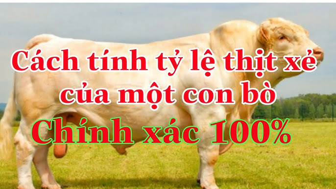 Hướng dẫn chi tiết cách tính tỷ lệ thịt xẻ nhanh chóng