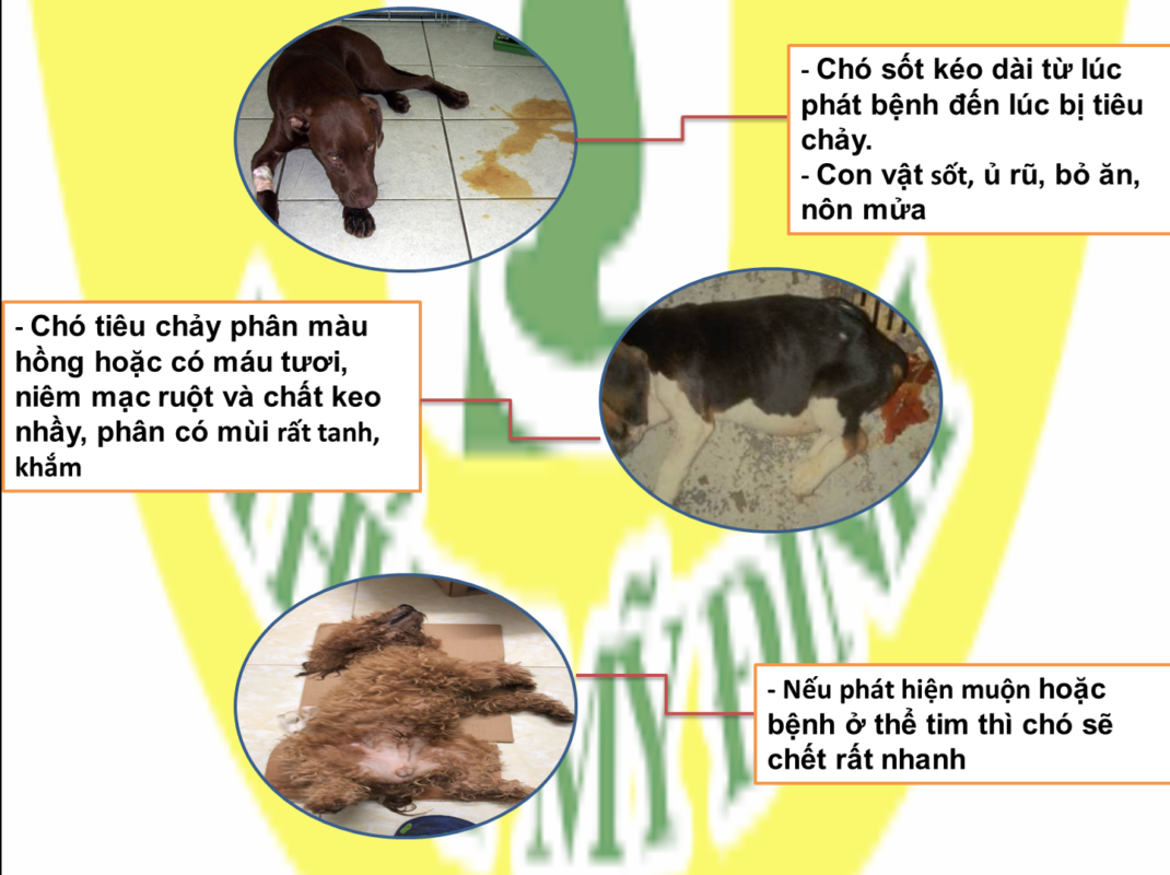 Cách chăm sóc chó bị Parvo để tăng tỷ lệ sống