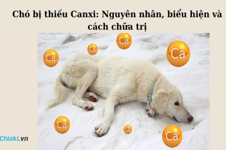 Những lý do khiến chó con hay cắn tay chủ và cách giải quyết