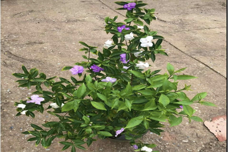 hoa nhài nhật